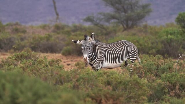 Grevys Zebra - Equus grevyi also Imperial zebra, largest living wild equid, most threatened of the three species, found in Kenya and Ethiopia, tall, large ears, stripes are narrower.