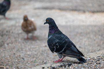 pigeon on the ground