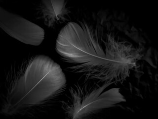 Obraz premium Beautiful abstract black feathers on black background and soft white feather texture on white texture pattern, dark theme wallpaper, gray feather background, gray banners, white gradient