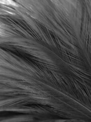 Beautiful abstract black feathers on black background and soft white feather texture on white texture pattern, dark theme wallpaper, gray feather background, gray banners, white gradient