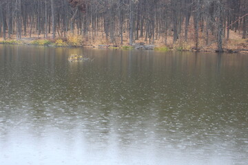 Autumn forest is reflected in the forest lake. It's raining, the leaves are turning yellow