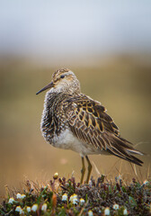 A Pectoral Sandpiper (Caldiris melanotos) perches on a tussock of tundra vegetation in Alaska's Arctic, USA.