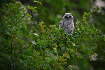 Long-eared Owl juvenile perched in a maple tree