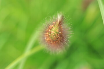 강아지풀,여름,가을