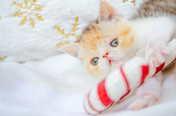 little persian kitten studio christmas portrait on isolated background