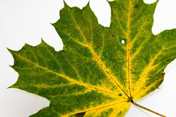 Bright yellow-green autumn leaves on a white background. texture