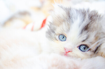 little persian kitten studio christmas portrait on isolated background