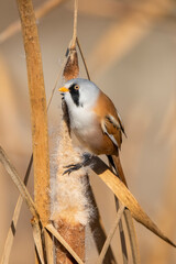 Bıyıklı baştankara » Bearded Reedling » Panurus biarmicus