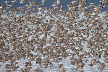 Thousands of Western Sandpipers (Calidris mauri) fly together over the Copper River Delta near Cordova, Alaska. 