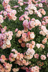 Fluffy flowers background. Spring flowers concept. For design. Nature. Spring background