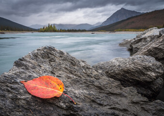 A red cottonwood leaf (Populus trichocarpa) on a rock next to the Koyukuk River in the central Brooks Range of northern Alaska. 