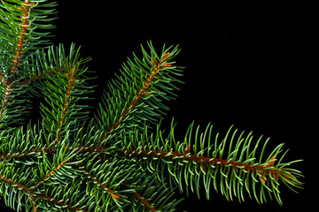 Fototapeta na wymiar Christmas green spruce branch isolated on black background