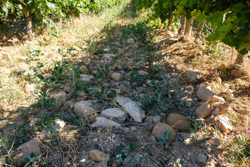 Châteauneuf du Pape vineyard, Provence, France.  Stony soil in the summer morning. Round pebbles accumulate heat and give it away at night.