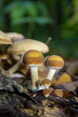 Autumn delicate, beautiful mushroom macro close up of fruiting fungi on a fallen rotting tree with moss during soft overcast light in a open broad leaved woodland forest floor