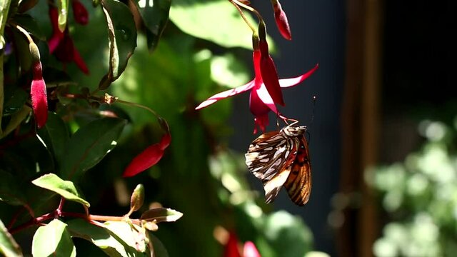Lleg&oacute; la primavera y con ella, muchas flores y mariposas. Mi jard&iacute;n se llena de vida