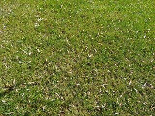 tree leaves on grass
