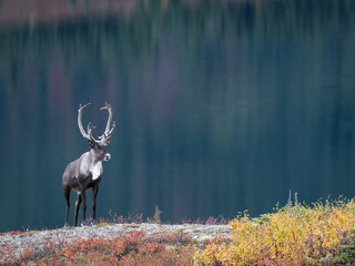 A bull caribou (Rangifer tarandus) on the shore of Wonder Lake,in Denali National Park, Alaska.  © David W Shaw