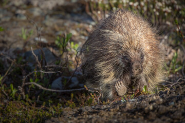 A porcupine (Erethizon dorsatum) walking through willows in central Alaska.