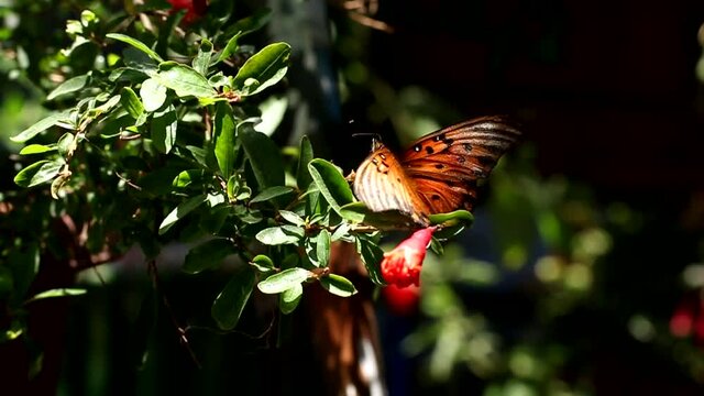 Lleg&oacute; la primavera y con ella, muchas flores y mariposas. Mi jard&iacute;n se llena de vida
