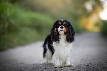 tricolor cavalier king charles spaniel breed
