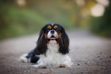 tricolor cavalier king charles spaniel