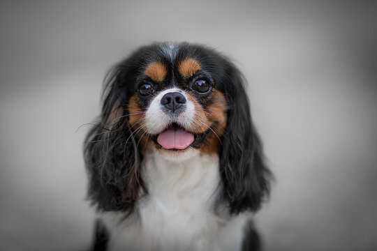 cavalier king charles spaniel tricolor