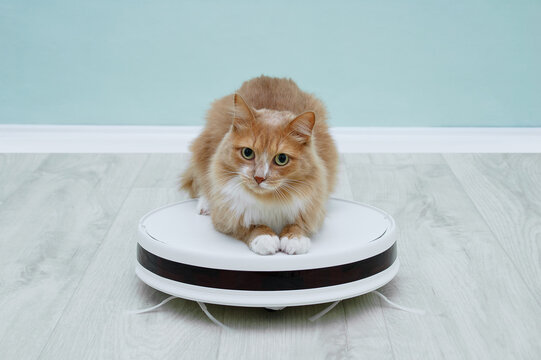 Ginger cat sitting on a white robot vacuum cleaner on the floor of the room.