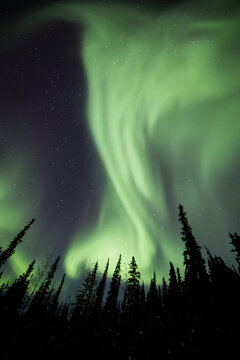 The aurora borealis or northern lights dance in the sky over Fairbanks, Alaska, USA.