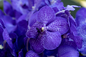 Background of dark blue orchids Vanda Coerulea, blue vanda, Vanda coerulea Griff. ex Lindl.