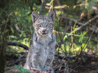 A young Canada Lynx (Lynx canadensis) sitting in the boreal forest of central Alaska. 