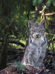 Naklejka na ściany i meble A young Canada Lynx (Lynx canadensis) sitting in the boreal forest of central Alaska. 