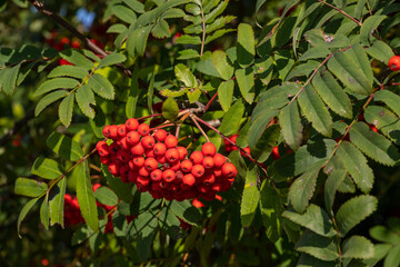 Close up on a Rowan tree branch laden with Rowen berries