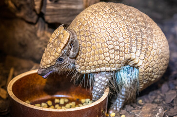 Southern three-banded armadillo (Tolypeutes matacus), also known as the La Plata three-banded armadillo.