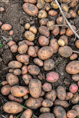 Fresh potatoes excavated from garden on ecological farm. Top view