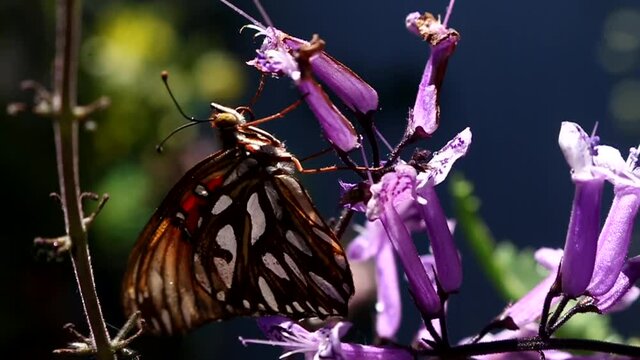 Hermosa mariposa en flor de lavanda.