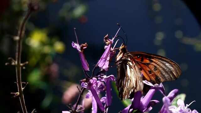 Hermosa mariposa en flor de lavanda.