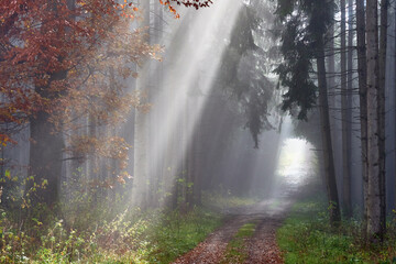 Rays of light in a foggy forest