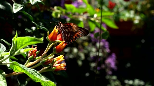 Mariposa monarca posando en una bella flor..