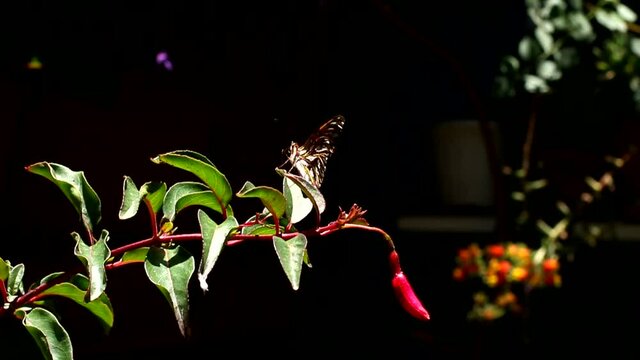 Lleg&oacute; la primavera y con ella, muchas flores y mariposas. Mi jard&iacute;n se llena de vida