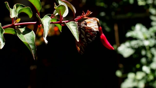 Lleg&oacute; la primavera y con ella, muchas flores y mariposas. Mi jard&iacute;n se llena de vida
