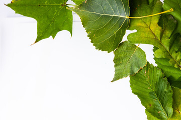 Green leaves border isolated on white background