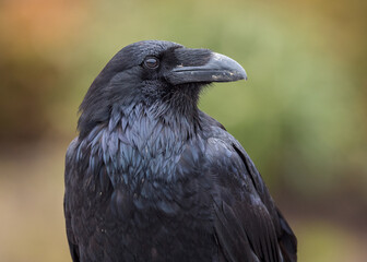 A Common Raven (Corvus corax)  in detail against a green background. 