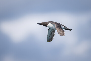 Fototapeta premium A Common Murre (Uria aalge) in flight. 
