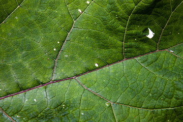 Macro Photo Of Natural Green Leaf Pattern