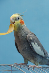 Yellow-gray parrot cockatiel sits on a cage, close-up