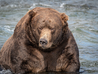 A very fat brown bear numbered 747 sits in the Brooks River in Katmai National Park, Alaska. 