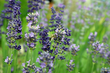 lavender flowers in the garden with a bee