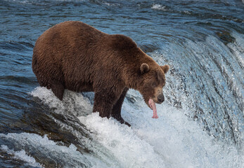 A fat brown bear (Ursus arctos) yawns atop a waterfall in Katmai National Park, Alaska. 