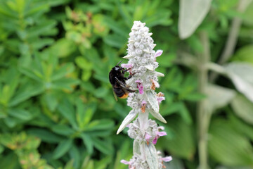 bumblebee on a flower
