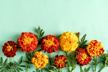 Orange marigold flowers on a green background. Top view, copy space